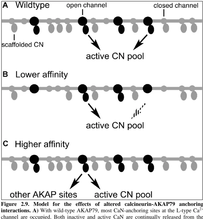 Figure  2.9.  Model  for  the  effects  of  altered  calcineurin-AKAP79  anchoring  interactions