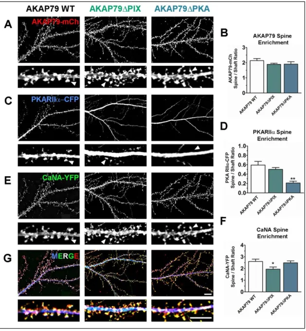 Figure 3.2. AKAP79/150 anchoring regulates CaN and PKA localization to dendritic  spines