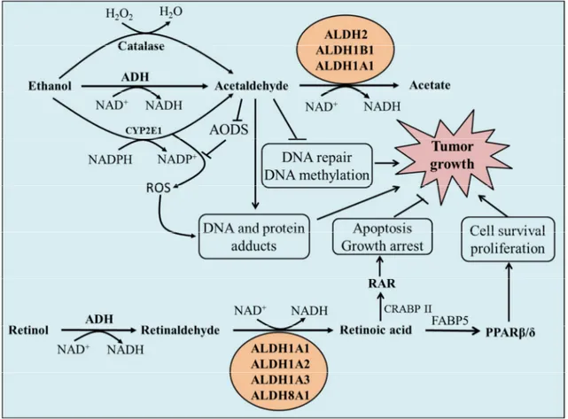 Figure 1.1. ALDHs modulate carcinogenesis by metabolizing acetaldehyde  and retinaldehyde