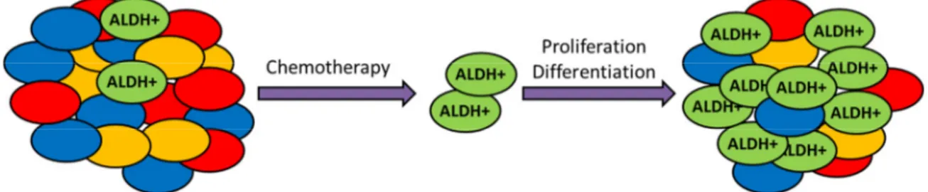 Figure 1.2. ALDH-expressing cells are responsible for chemoresistance and  relapse of many tumors after chemotherapy