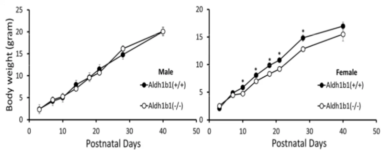 Figure 2.3. Growth curve of Aldh1b1(+/+) and Aldh1b1(-/-) mice. Body weight  of Aldh1b1(+/+) and Aldh1b1(-/-) mice as a function of age