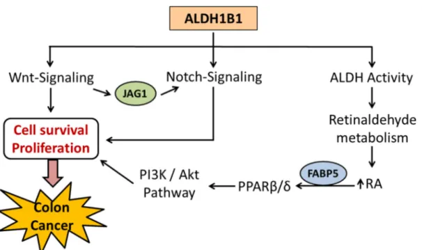 Figure 3.7. Possible mechanism for the role of ALDH1B1 in colon 