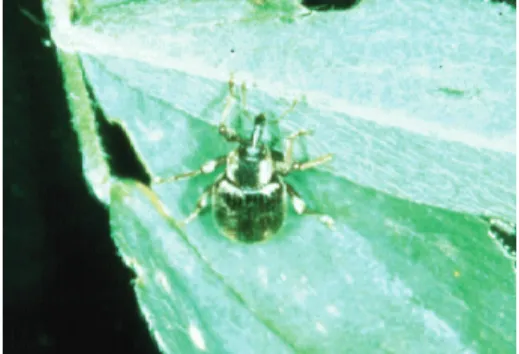 Figure 1: Adult weevil.