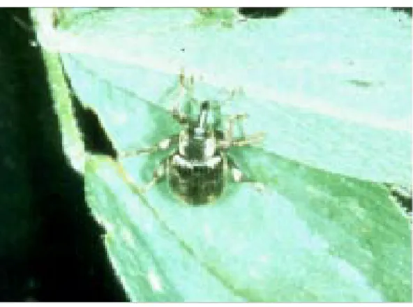 Figure 3: Mature larvae.