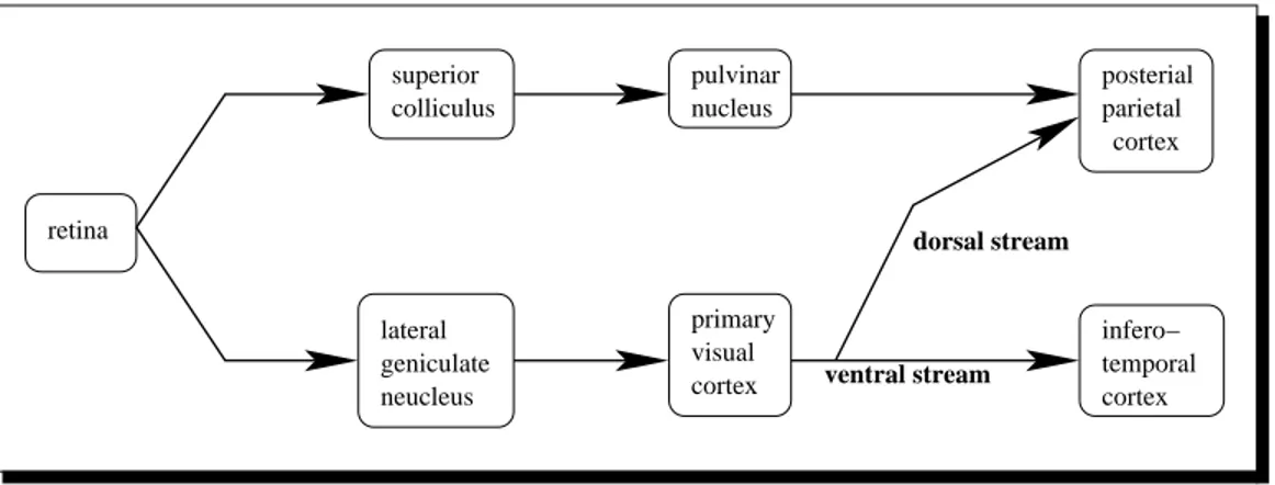 Figure 1.1: Diagram of the major routes of visual processing in the primate visual system [102].