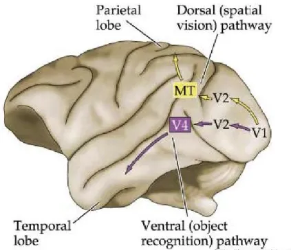 Figure 1.2: The two visual processing pathways in the primate cerebral cortex (reprinted from [162]).