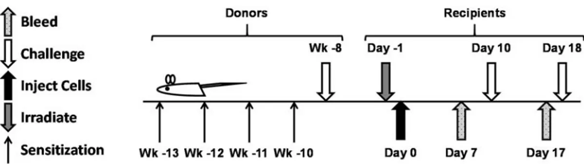 Figure 3.1. Timing of sensitization and challenge in donors and timing of irradiation,  adoptive transfer, and challenges in recipients