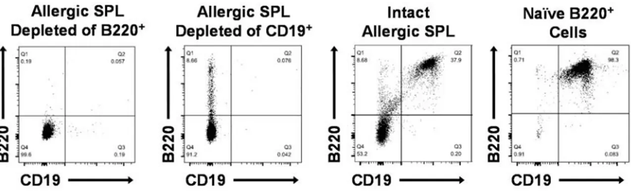 Figure 3.3. Flow cytometric analysis of allergic splenocytes depleted of either B220 + or CD19 +  cells, intact (unfractionated) peanut-allergic splenocytes, and naïve B220 + cells purified from naïve splenocytes