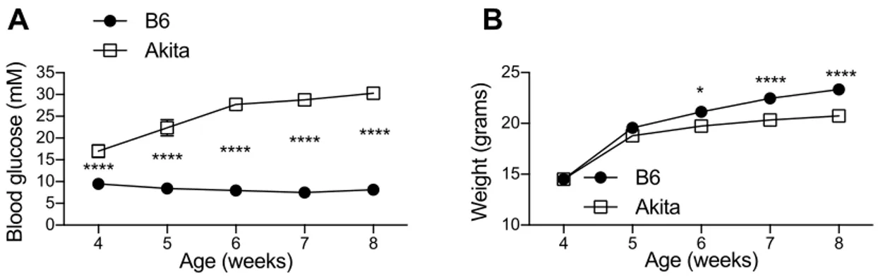 FIGURE 3-1. Chronic hyperglycemia and decreased weight gain in Akita  mice. A: Blood glucose readings of Akita and littermate mice