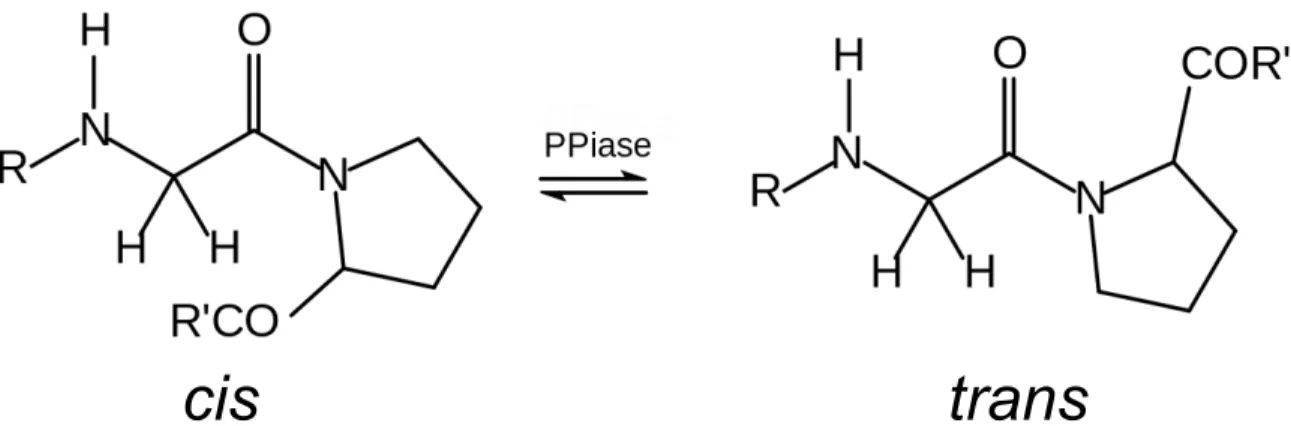 Figure  1.  Peptidyl  prolyl  isomerization  Isomerization  reaction  catalyzed  by  cyclophilins  and other PPIases