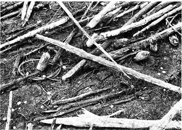 Fig.  l.  Stolpar  efter  risbyggda  fiskeanläggningar  Dammsjön.  Foto 1987 Barbro Johnsen,  Nyberget