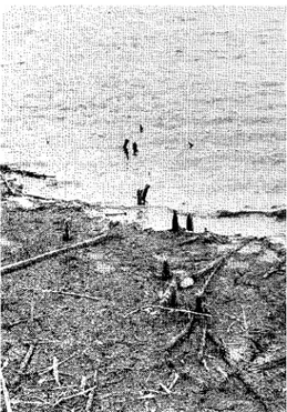Fig.  2.  Stolpar,  liggande  granvirke  och  en  hank  ur  risbyggda  fiske anläggningar  i  Dammsjön