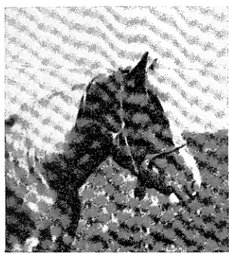 Fig.  2.  Häst  med  trägrimma.  Svalövs  socken,  Skåne.  Foto  förf.  1938. 