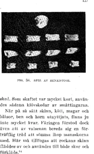 FIG.  313.  RYGGKOTA  AV  GNUDVAL,  UNDERLAG  VID  BULTNING  AV  TORR  FISK. 