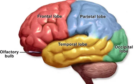 Figur 1. Hjärnbarkens lober och funktioner. Frontal lobe = pannlob (kroppsrörelser och  planering), parietal lobe = hjässlob (känsel och rumsuppfattning), temporal lobe =  tin-ninglob (hörsel och semantisk kategorisering), occipital lobe = nacklob (syn)
