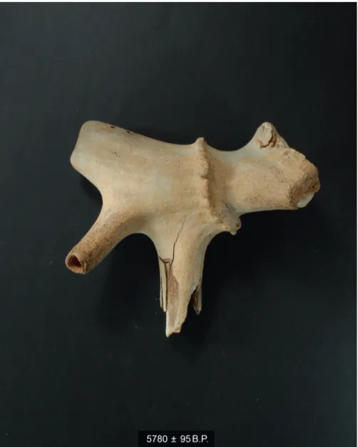 Fig. 3. Antler of red deer (Cervus elaphus) found covered with green algae (that now have  dried)