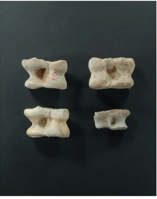 Fig. 6. Four astragalus bones used as dice. In Ancient Greece and Rome they were mainly  part of divination rituals, but in Europe, during the Middle Ages, they became a  com-ponent of games