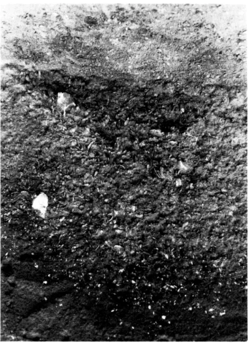 Fig 5.  Detaljbild av skallager inom boplatsen vid  Poc;as  de Sao  Bento.  Nederst framstår  en  färgning  som  utgöres  av  en  konkretion  av  upphettade  skal