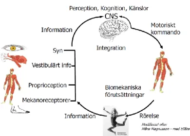 Figur 1. Systemet för postural kontroll (bilden modifierad och återgiven med tillstånd av  Måns Magnusson)