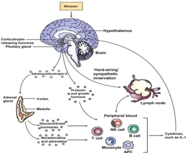 Figur 2. En förenklad illustration av kroppens centrala skyddssystem; HPA-axeln från hjärnan  till  binjurarna  med  utsöndring  av  stresshormon,  immunförsvaret  med  inflammatoriska  markörer och feedback till hjärnan