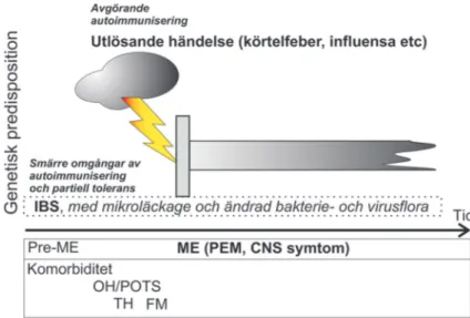 Figur 1. Ungefärligt förlopp när ME/CFS utvecklas. Hypotetiska förklaringsförslag är   kursiverade