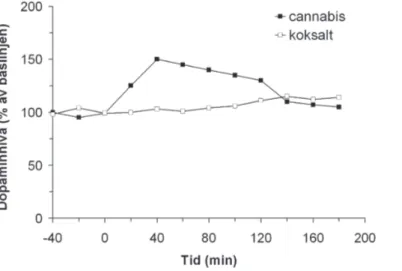 Figur 1. Dopaminfrisättning i nucleus accumbens efter cannabisadministrering mätt  med in vivo mikrodialys på vakna råttor