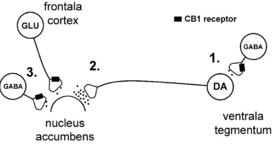 Figur 2. Hur cannabis påverkar belöningssystemet. (1.) THC binder till CB1 receptorer  på  GABA-neuron  i  ventrala  tegmentum