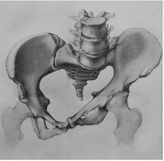 Fig. 4. Print illustrating the pelvis specimen from the woman who was diag- diag-nosed with the pathological pelvic form oblique ovata at the Pro Patria  Lying-In Hospital