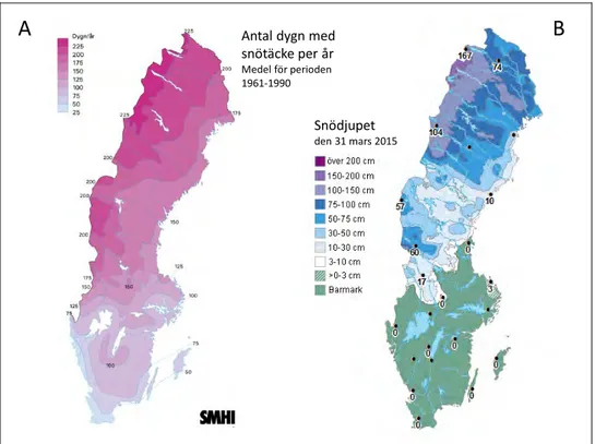 Figur 3. Antal dygn med snötäcke under perioden 1961–1990 (A) och snödjup i Sverige den 31  mars 2015 (B)