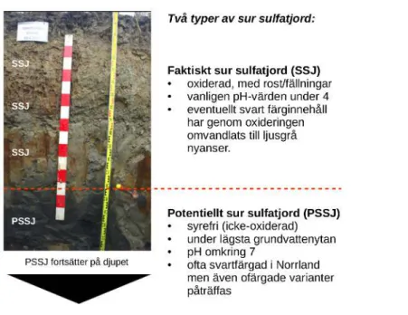 Figur 1. Potentiellt sur sulfatjord omvandlas till faktisk sur sulfatjord vid torrläggning