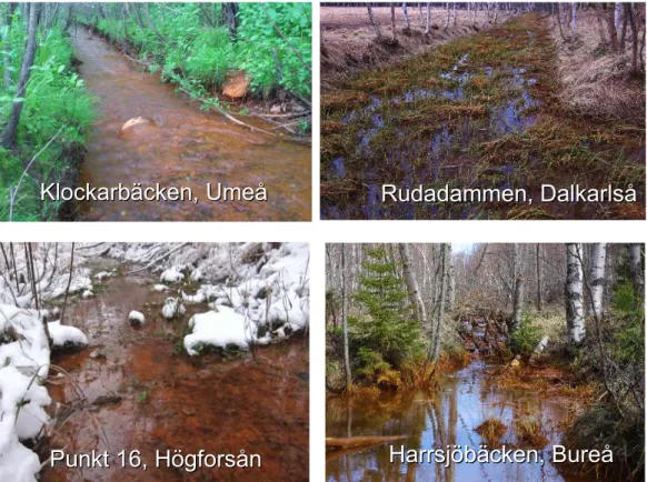 Figur 8: Exempel på sulfatjordspåverkade vatten i Västerbotten. Just dessa exempel har  relativt högt pH, vilket skapar metallfällningar som påverkar bottenfaunan negativt (t.ex.