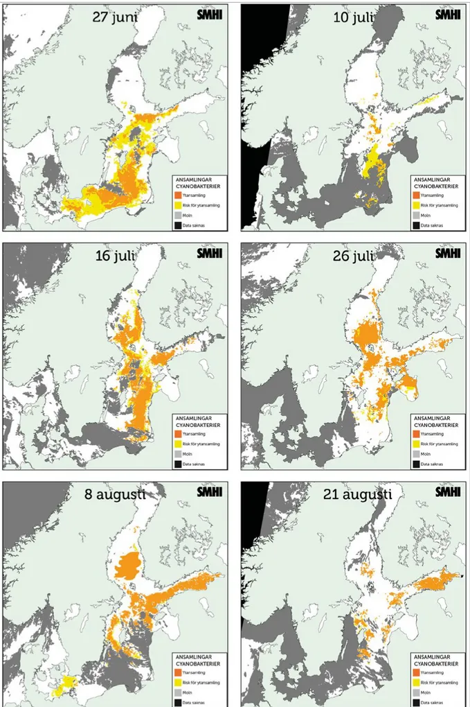 Figur 4. Ansamlingar av alger i Bottniska viken sommaren 2020. I figuren presenteras endast ett urval av de  satellitbilder som tolkats av SMHI under året