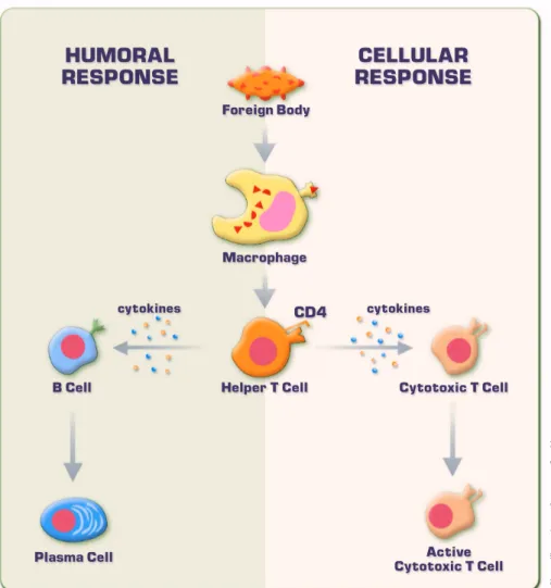 Figure 1. A specialized macrophage ingests foreign antigens and displays antigen fragments along with MHC (self) molecules on its surface