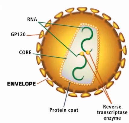 Figure 3. Shows the binding of HIV to a host cell. GP120 on the virus binds CD4 receptors on the host