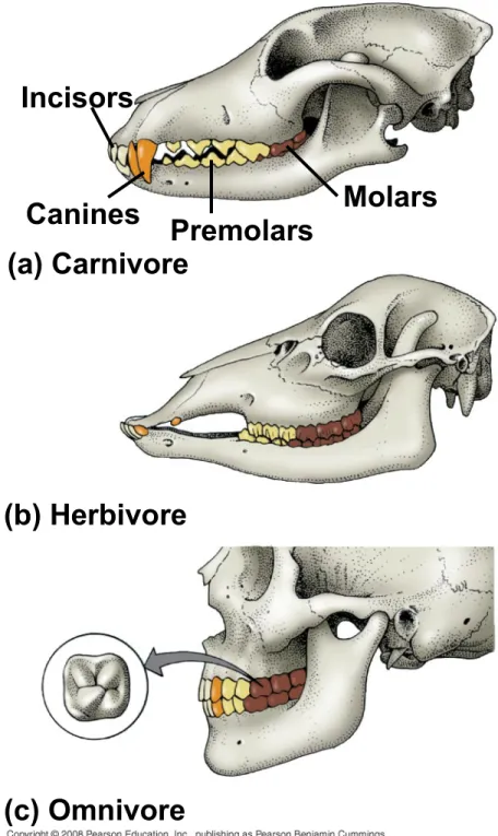 Fig. 41-18 Incisors (c) Omnivore Molars(b) Herbivore(a) CarnivoreCanines Premolars