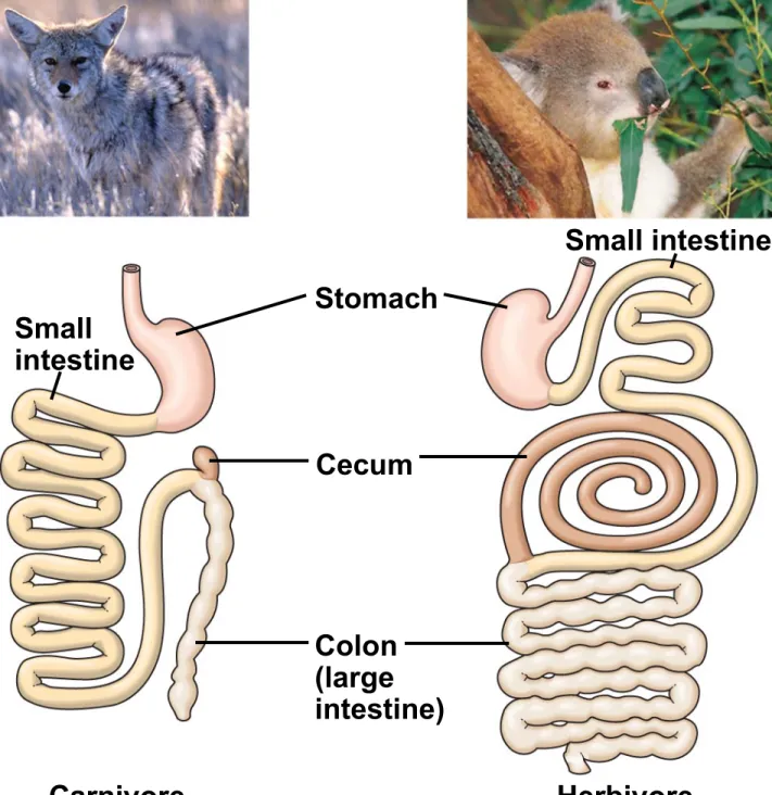 Fig. 41-19 Cecum Small intestine HerbivoreCarnivoreColon(largeintestine)StomachSmall intestine
