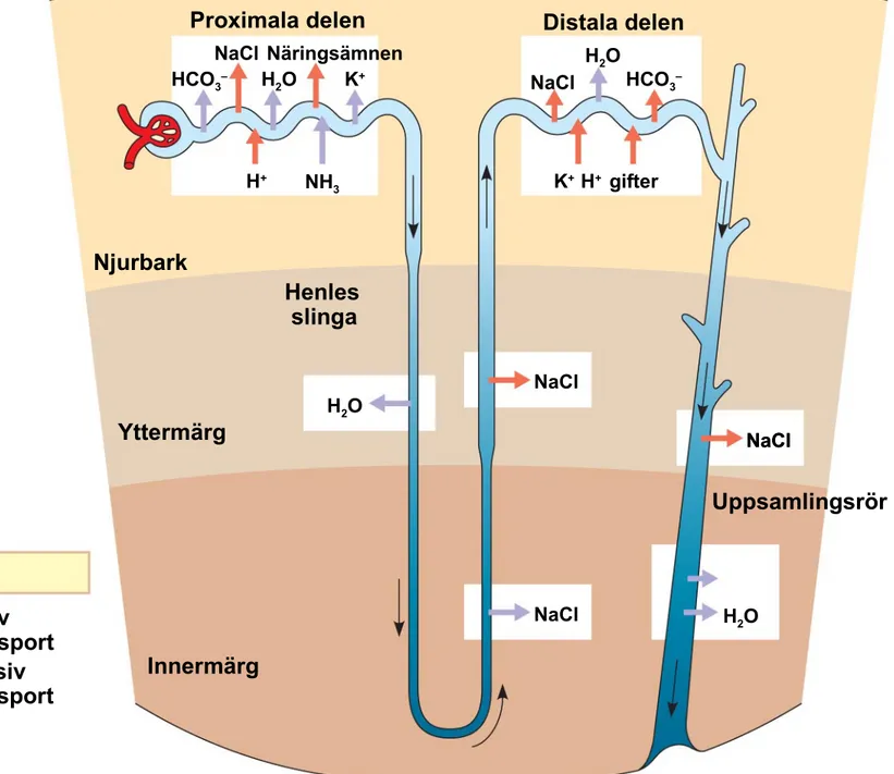 Fig. 44-15 Aktiv transport Passiv transport InnermärgYttermärg H 2 ONjurbarkHenles slingaH2OK +HCO3–H+NH3 Proximala delen NaCl Näringsämnen Distala delenK+  H+gifterHCO3–H2O H 2 ONaClNaClNaCl NaCl UppsamlingsrörNaCl