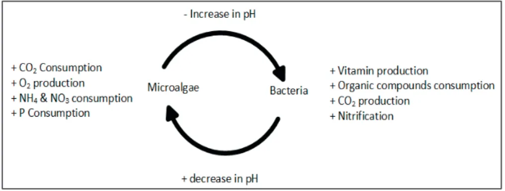 Figure 2.1  An overview  of the microalgae-bacterial  nutrient exchange process in  wastewater 