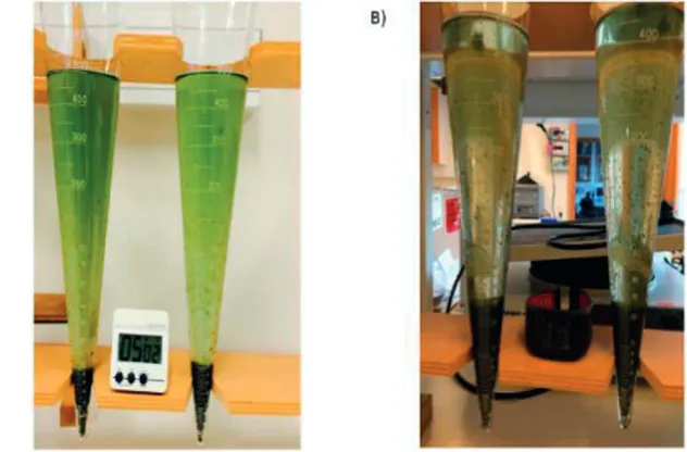 Figure 3.5  Imhoff cone sedimentation experiment in PBRs  after the  acclimatisation phase