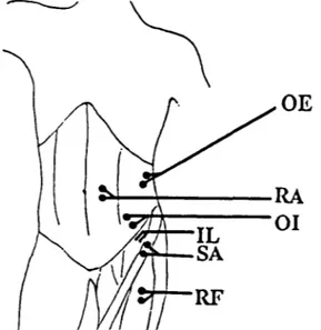 Figure  3.  Positions  of  the  surface  electrodes  on  three  abdominal  muscles:  obliquus  externus  (OE),  rectus  abdominis  (RA),  obliquus  internus  (01)  and  the  two  hip  flexor  muscles:  sartorius  (SA)  and  rectus  femoris  (RF)  (Study  I