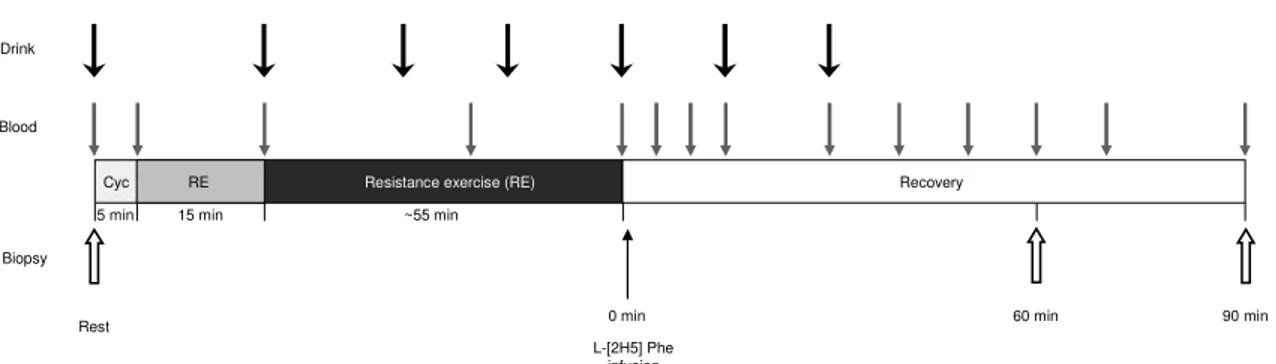 Figure 3. Schematic overview of the experimental protocol in study II.  