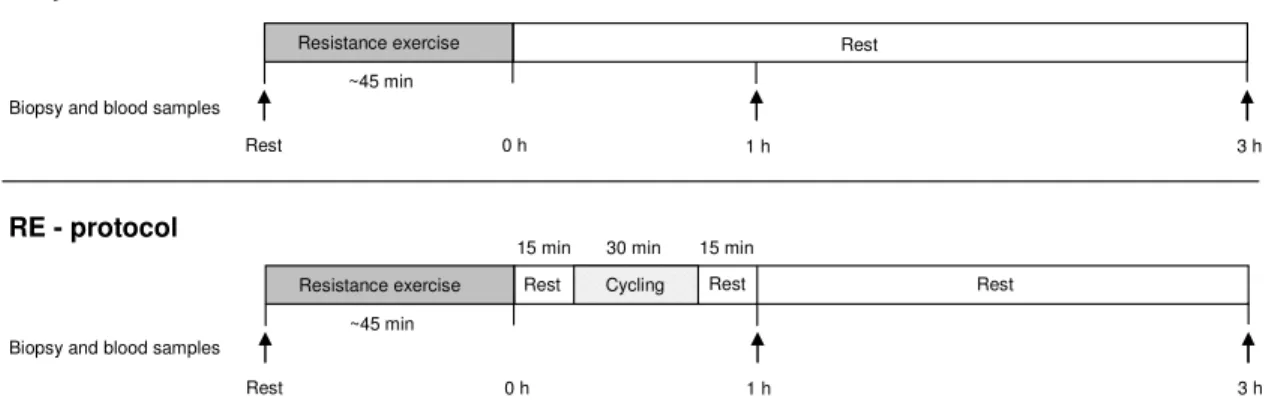 Figure 4. Schematic overview of the experimental protocols in study III. R-protocol, resistance exercise; RE- RE-protocol, resistance exercise followed by endurance exercise