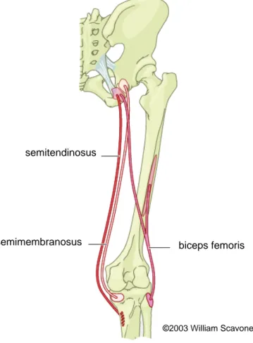 Figure 1. The anatomy of the hamstring muscle group shown schematically. Semitendinosus,  semimebranosus and biceps femoris long head, all have their origins at the ischial tuberosity,  whereas biceps femoris short head originates along the linea aspera an