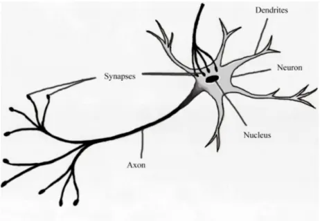 Figure 3.1: Biological neuron showing the cell body, axon and dendrites.