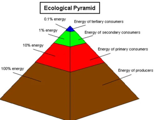 Figur 5: Näringspyramiden och energiförlusten mellan trofinivåer. Källa: Interesting Facts about Food Chains 