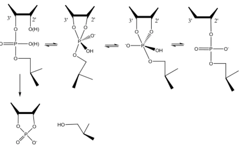 Figure 5. The two different products formed in transesterification of RNA, the isomerized  and the cleaved product