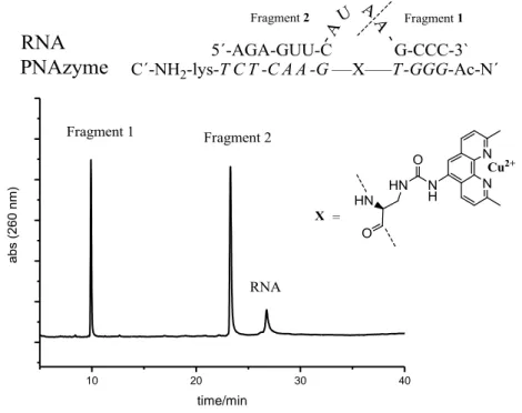 Figure 6. Selective cleavage of target RNA by PNAzyme with IE-HPLC chromatogram after  1h in 37 °C