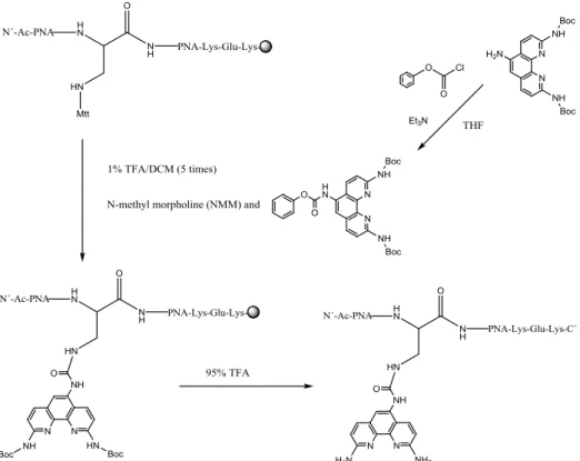 Figure 7. Activation of 2,5,9-triaminophenanthroline with phenyl chloroformate and  conjugation to the dapa-linker in PNA