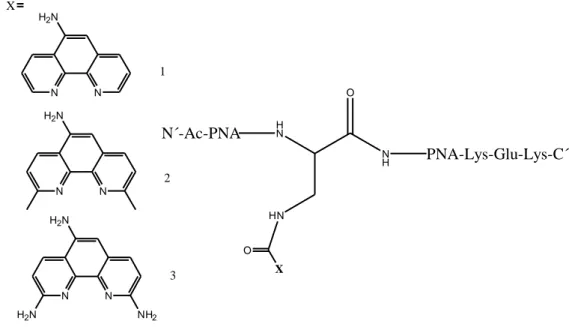 Figure 1 Phenanthroline derivatives conjugated to PNA. 