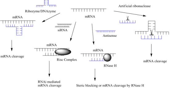 Figure 3. Different approaches of oligonucleotide-based therapy to cleave target mRNA